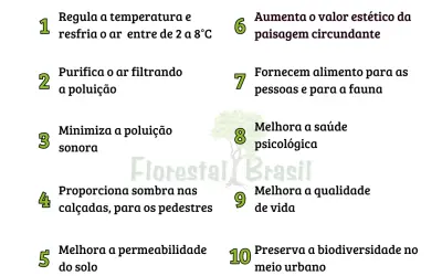 10 motivos para não cortar árvores urbanas