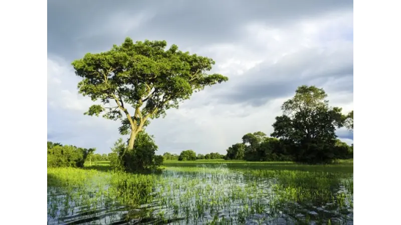 12 curiosidades do Pantanal, o menor bioma do Brasil