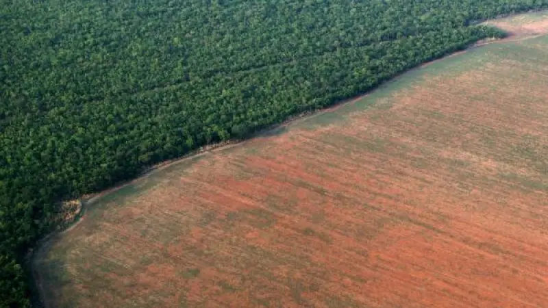 15 anos da moratória da soja: a mágica de dados que fez o agronegócio crescer e a floresta desaparecer