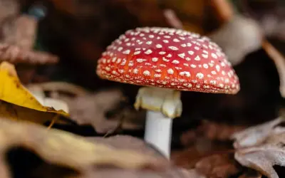 17 animais que curtem ficar chapados