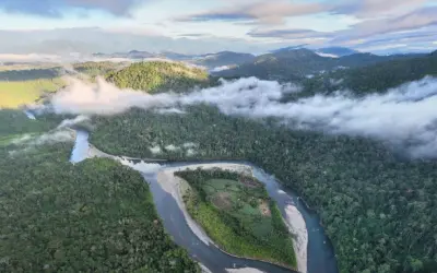 40% da região amazônica está sob algum manejo de conservação