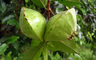 5 frutas nativas da Mata Atlântica em risco de extinção