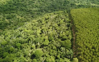 7 maneiras fáceis e baratas de recuperar florestas em área degradada