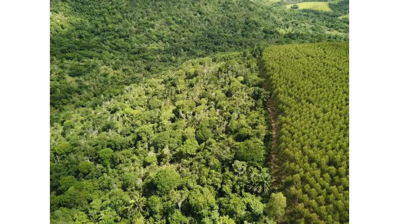 7 maneiras fáceis e baratas de recuperar florestas em área degradada