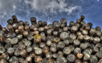 A Amazônia registrou a perda de mais de 394 mil hectares de floresta devido à exploração madeireira