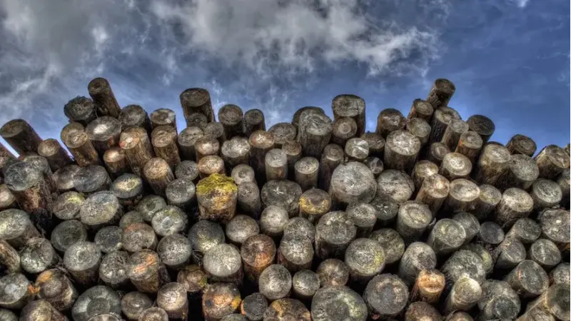 A Amazônia registrou a perda de mais de 394 mil hectares de floresta devido à exploração madeireira