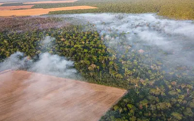 A AMAZÔNIA SE APROXIMA DE UM COLAPSO