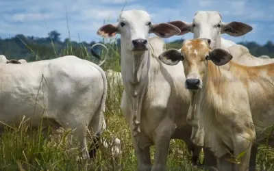 A Batalha do Ibama Contra o Gado do Desmatamento