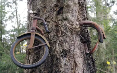A Bicicleta e a Árvore