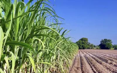 A crise energética da Europa se espalha para os alimentos