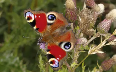 A eletricidade estática pode ajudar borboletas a capturar pólen sem tocar nas flores.
