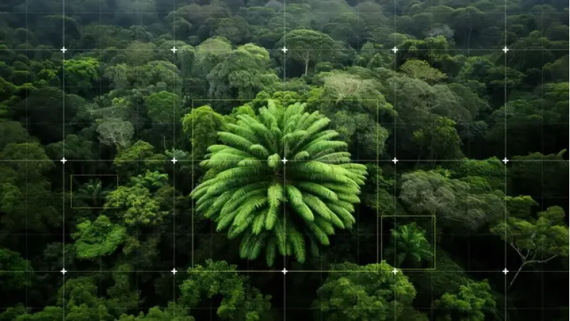 A espécie de árvore mais solitária do mundo não pode se reproduzir sem um par. Então, a IA está procurando uma escondida nas florestas da África do Sul