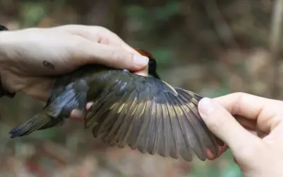 A evolução das aves pelo clima
