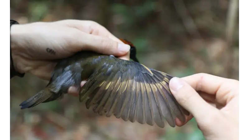 A evolução das aves pelo clima