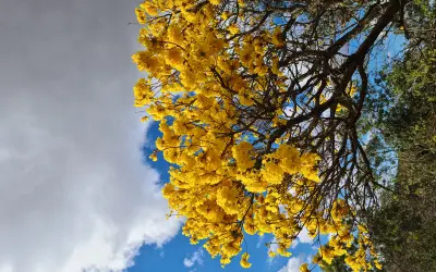 A florada do Ipê-amarelo por todo o Brasil