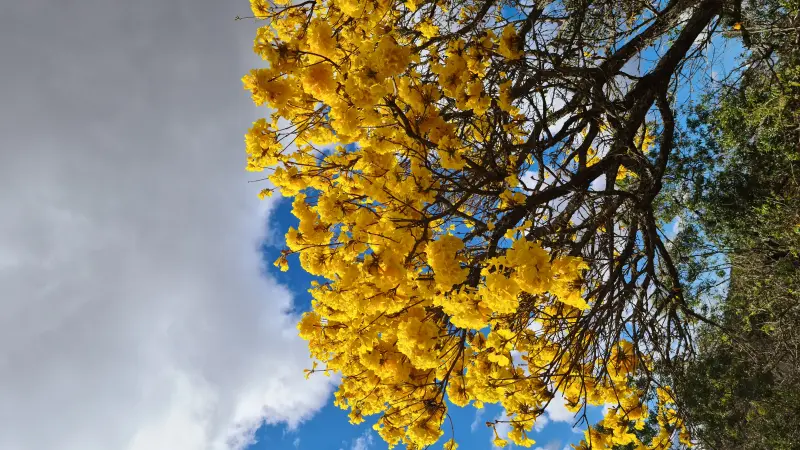 A florada do Ipê-amarelo por todo o Brasil
