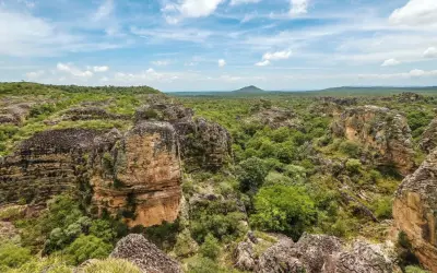 A fotossíntese de plantas do Cerrado estão sendo afetadas pelo aumento de temperatura