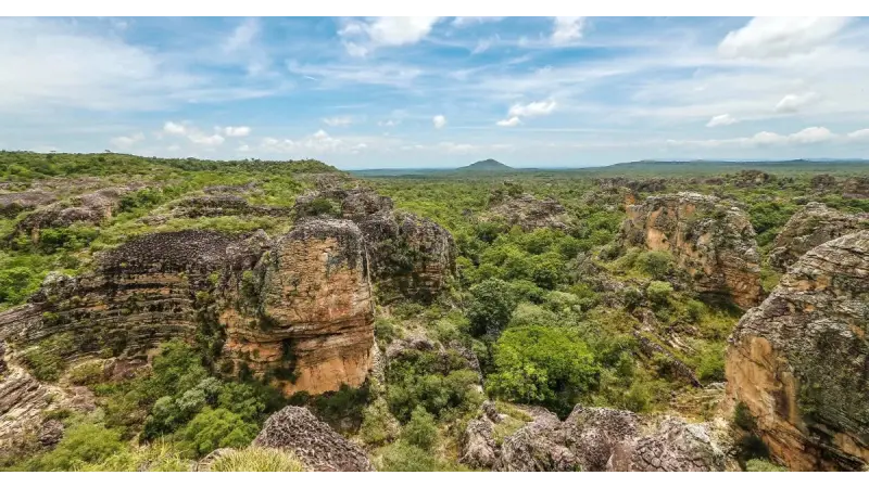 A fotossíntese de plantas do Cerrado estão sendo afetadas pelo aumento de temperatura
