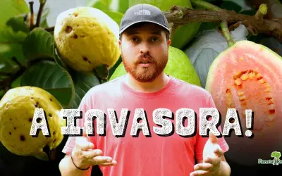 A Goiabeira NÃO é Nativa? Por que ela é considerada uma Espécie INVASORA