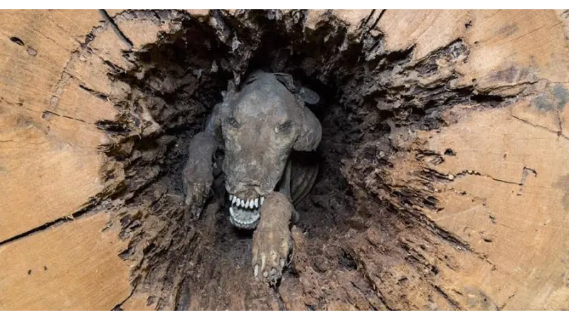 A história do Cão mumificado em um Carvalho