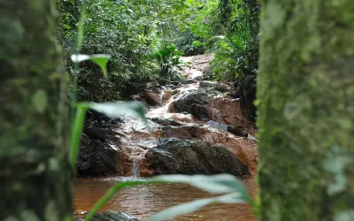 A importância das florestas urbanas para a preservação da água