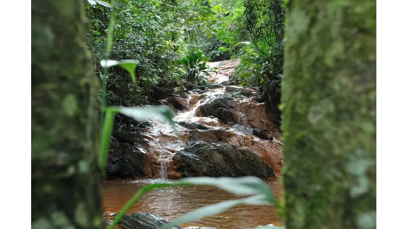 A importância das florestas urbanas para a preservação da água