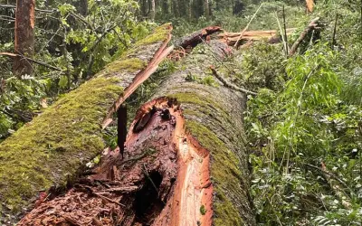 A maior Araucária do Paraná de 750 anos foi derrubada