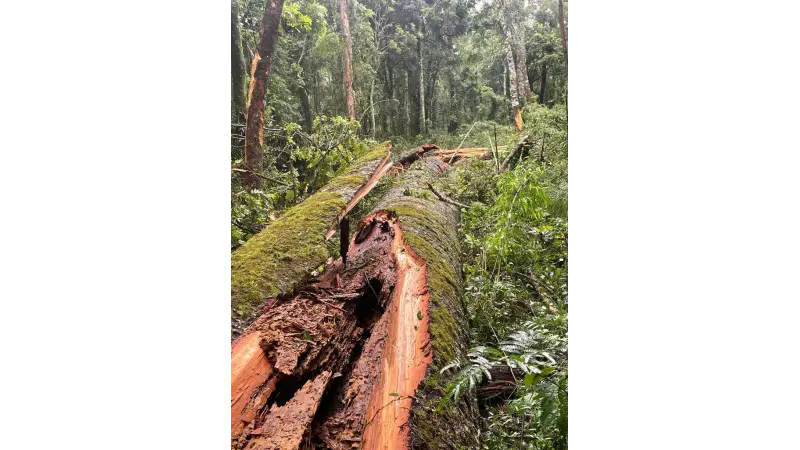 A maior Araucária do Paraná de 750 anos foi derrubada