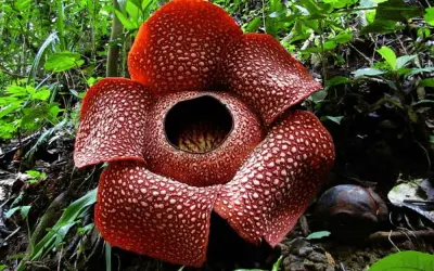 A maior flor do mundo: 'Raffesia tuan-mudae'