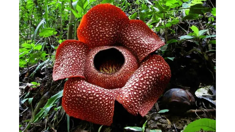 A maior flor do mundo: 'Raffesia tuan-mudae'