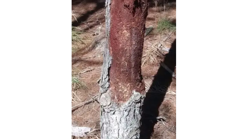A raiz do mal: Pinus se alimentam de árvores mortas