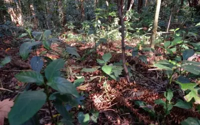 A regeneração natural assistida, seus benefícios e seu poder para dar escala à restauração