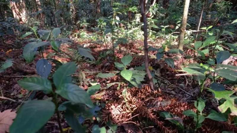 A regeneração natural assistida, seus benefícios e seu poder para dar escala à restauração