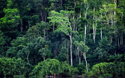 A urgente necessidade de pesquisadores locais para proteger a floresta tropical do Congo
