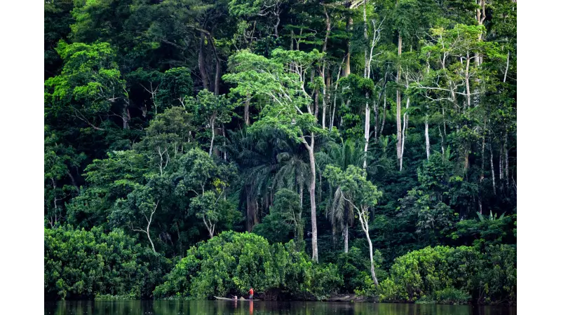 A urgente necessidade de pesquisadores locais para proteger a floresta tropical do Congo