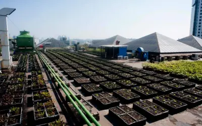 A vez da agricultura urbana