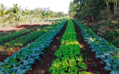 Abastecer escolas com agricultura local e familiar é alternativa para transição agroecológica