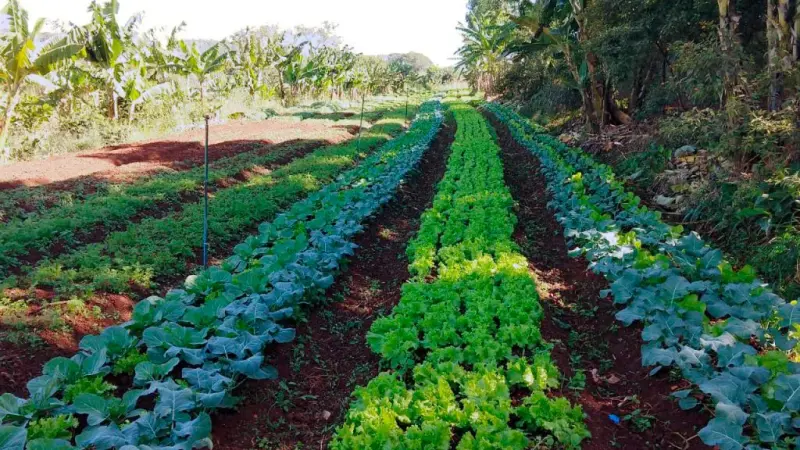 Abastecer escolas com agricultura local e familiar é alternativa para transição agroecológica