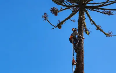 Poda, remoção, licenciamento e atendimento emergencial com segurança, responsabilidade e orientação especializada.