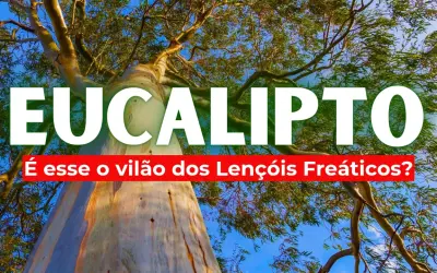 Afinal o Eucalipto seca mesmo o solo?