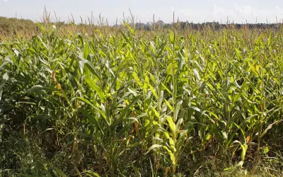 Agricultura homogênea agrava crise climática e de saúde, alerta pesquisador da USP