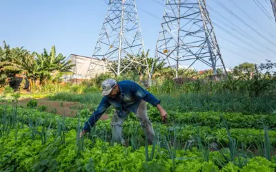 Agricultura urbana tem impacto na segurança alimentar e na diminuição da temperatura