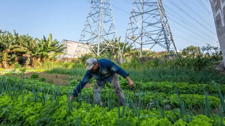 Agricultura urbana tem impacto na segurança alimentar e na diminuição da temperatura