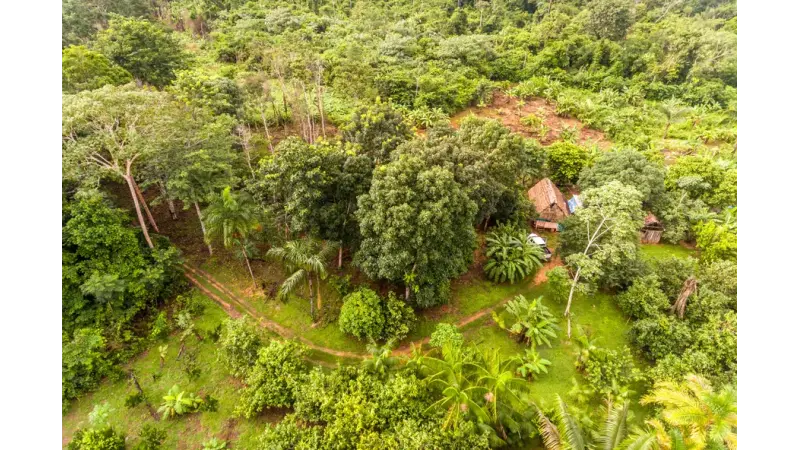 Agrofloresta: a solução para a emergência climática