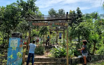 Agrofloresta comunitária no Rio sustenta pássaros, abelhas e pessoas