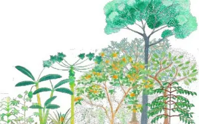 Sistemas Agroflorestais: cultivando com resiliência