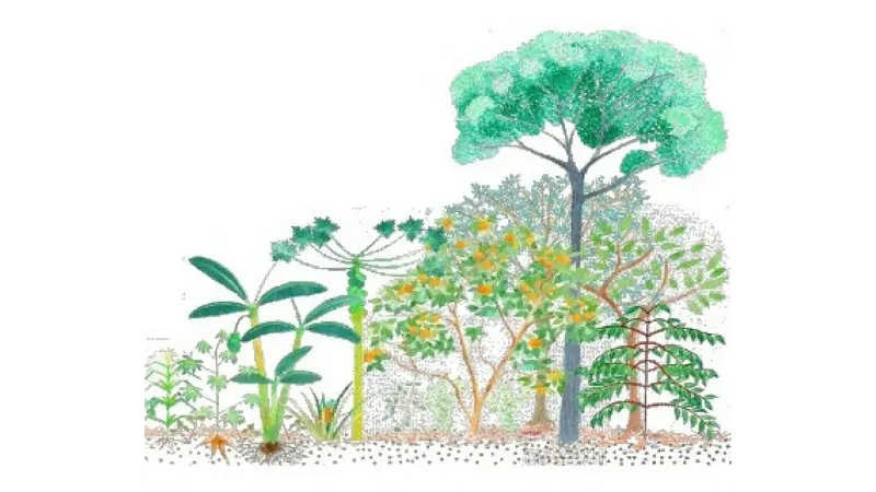 Sistemas Agroflorestais: cultivando com resiliência