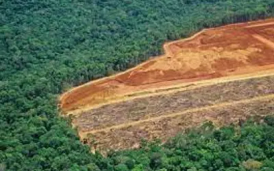 Alertas de desmatamento caem 40% na Amazônia, mas sobem no Cerrado