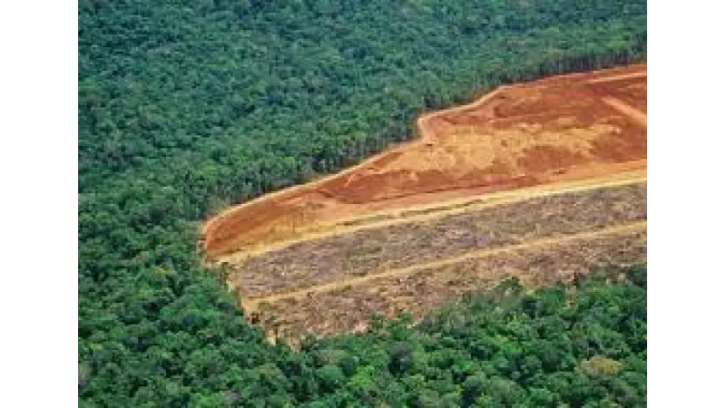 Alertas de desmatamento caem 40% na Amazônia, mas sobem no Cerrado