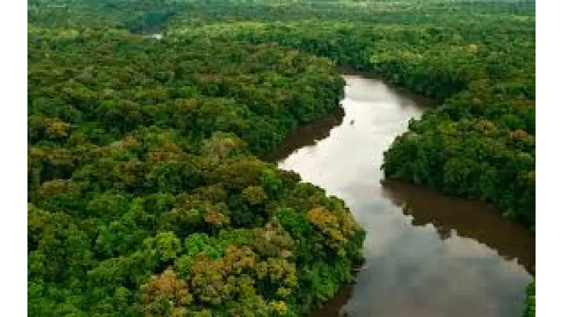 Aliança pela Restauração da Amazônia brasileira é lançada em Belém